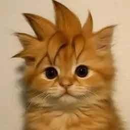 Comparison chart showing Lobster and FOM token price trends alongside chip distribution analysis between KOLs and high-leverage wallets